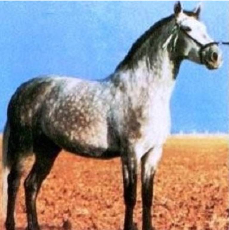 Yeguas Emblem ticas Caballos C rdenas yeguas-emblem-ticas-caballos-c-rdenas